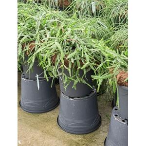 Rhipsalis pentaptera hangplant Rhipsalis pentaptera hangplant