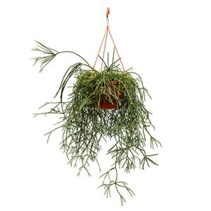 Rhipsalis pilocarpa hangplant Rhipsalis pilocarpa hangplant