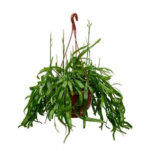 Rhipsalis ramaloris hangplant Rhipsalis ramaloris hangplant