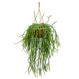 Rhipsalis trigona hangplant Rhipsalis trigona hangplant