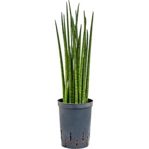 Sansevieria bacularis S hydrocultuur plant Sansevieria bacularis S hydrocultuur plant