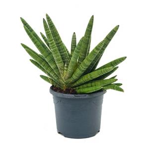 Sansevieria bocel M kamerplant Sansevieria bocel M kamerplant