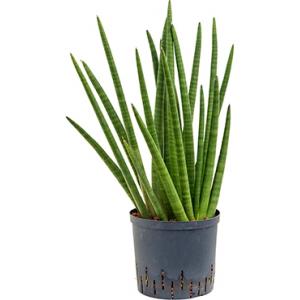 Sansevieria enjoy hydrocultuur plant Sansevieria enjoy hydrocultuur plant