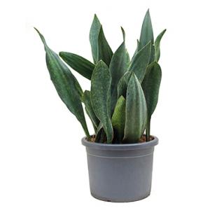 Sansevieria gongo L kamerplant Sansevieria gongo L kamerplant