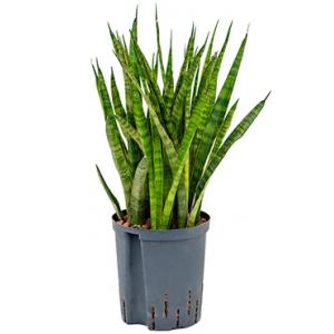 Sansevieria kirkii M hydrocultuur plant Sansevieria kirkii M hydrocultuur plant