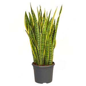 Sansevieria laurentii XL kamerplant Sansevieria laurentii XL kamerplant