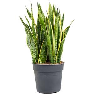 Sansevieria laurentii XXL kamerplant Sansevieria laurentii XXL kamerplant