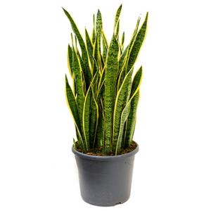 Sansevieria laurentii XXXL kamerplant Sansevieria laurentii XXXL kamerplant