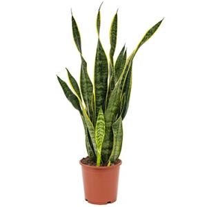 Sansevieria laurentii S kamerplant Sansevieria laurentii S kamerplant