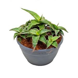 Sansevieria lawi S kamerplant Sansevieria lawi S kamerplant