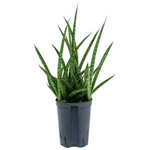 Sansevieria spikes marmoratus hydrocultuur plant Sansevieria spikes marmoratus hydrocultuur plant