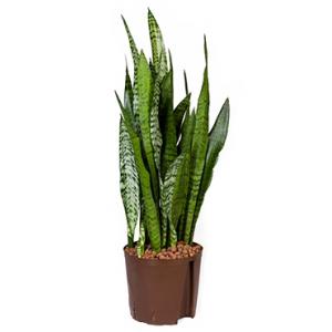 Sansevieria zeylanica L hydrocultuur plant Sansevieria zeylanica L hydrocultuur plant