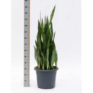 Sansevieria zeylanica riva Sansevieria zeylanica riva
