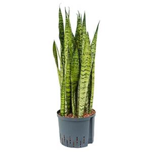 Sansevieria zeylanica XL hydrocultuur plant Sansevieria zeylanica XL hydrocultuur plant