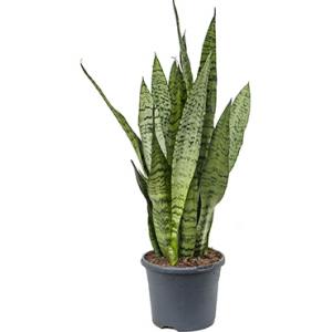 Sansevieria zeylanica inli kamerplant Sansevieria zeylanica inli kamerplant