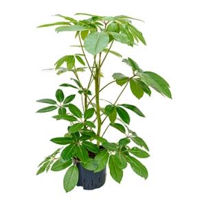 Schefflera amate M hydrocultuur plant Schefflera amate M hydrocultuur plant