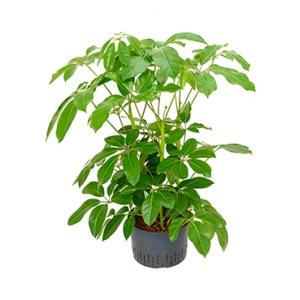 Schefflera amate XL hydrocultuur plant Schefflera amate XL hydrocultuur plant