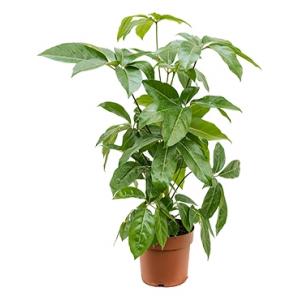 Schefflera amate XS kamerplant Schefflera amate XS kamerplant