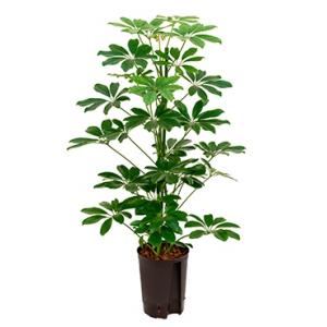 Schefflera arboricola 2pp hydrocultuur plant Schefflera arboricola 2pp hydrocultuur plant