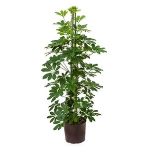 Schefflera arboricola 3pp hydrocultuur plant Schefflera arboricola 3pp hydrocultuur plant