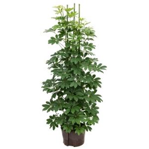Schefflera arboricola 6pp hydrocultuur plant Schefflera arboricola 6pp hydrocultuur plant