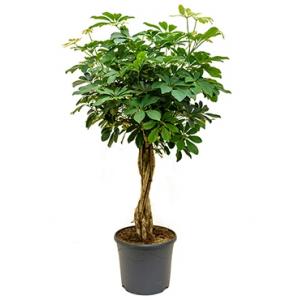 Schefflera arboricola gevlochten kamerplant Schefflera arboricola gevlochten kamerplant