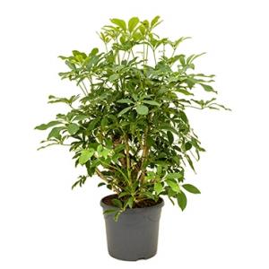 Schefflera arboricola vertakt S kamerplant Schefflera arboricola vertakt S kamerplant
