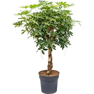Schefflera arboricola stam kamerplant Schefflera arboricola stam kamerplant