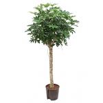 Schefflera arboricola stam M hydrocultuur plant