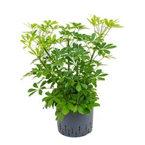 Schefflera arboricola bush hydrocultuur plant Schefflera arboricola bush hydrocultuur plant