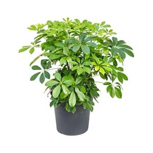 Schefflera arboricola S kamerplant Schefflera arboricola S kamerplant