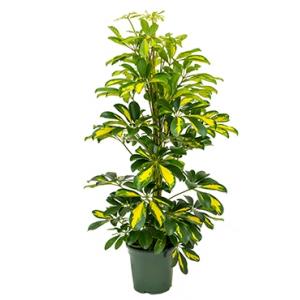 Schefflera gold capella S kamerplant Schefflera gold capella S kamerplant