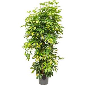 Schefflera gold capella M kamerplant Schefflera gold capella M kamerplant