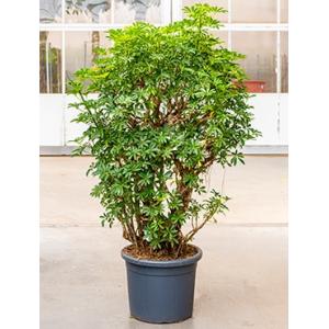 Schefflera louisiana kamerplant Schefflera louisiana kamerplant