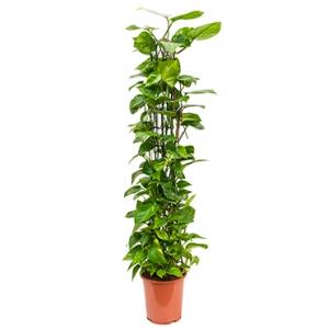 Scindapsus epipremnum aureum M kamerplant Scindapsus epipremnum aureum M kamerplant