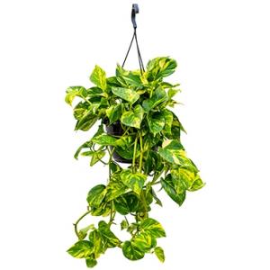 Scindapsus epipremnum aureum XXS hangplant Scindapsus epipremnum aureum XXS hangplant
