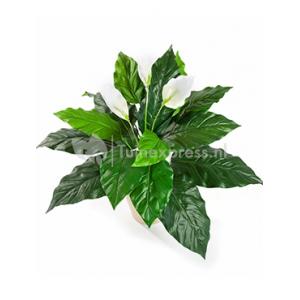 Kunstplant Spathiphyllum M Kunstplant Spathiphyllum M