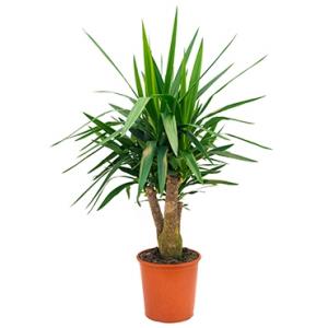 Yucca elephantipes vertakt M kamerplant Yucca elephantipes vertakt M kamerplant