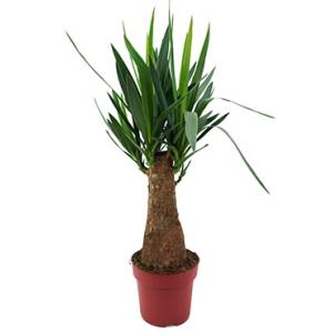 Yucca elephantipes bulb S kamerplant Yucca elephantipes bulb S kamerplant