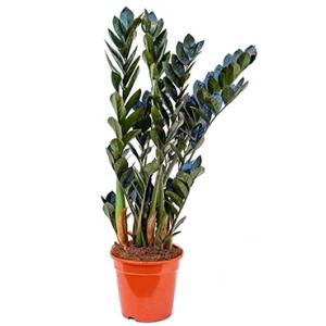 Zamioculcas raven kamerplant Zamioculcas raven kamerplant