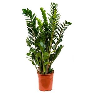 Zamioculcas zamiifolia S kamerplant Zamioculcas zamiifolia S kamerplant