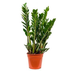 Zamioculcas zamiifolia M kamerplant Zamioculcas zamiifolia M kamerplant