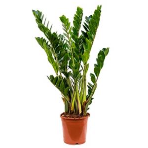 Zamioculcas zamiifolia XS kamerplant Zamioculcas zamiifolia XS kamerplant