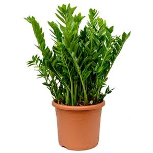 Zamioculcas zamiifolia XL kamerplant Zamioculcas zamiifolia XL kamerplant