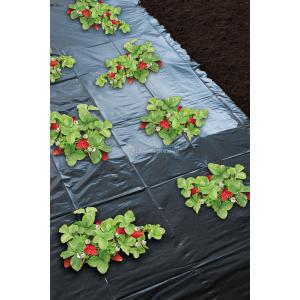 Aardbeienfolie micro-geperforeerd 1.40 x 20 meter Aardbeienfolie micro-geperforeerd 1.40 x 20 meter