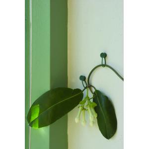 Plantenklemmen Plantenklemmen