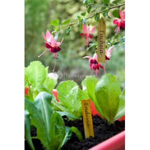 Houten plantenetiketten met ijzerdraad Houten plantenetiketten met ijzerdraad