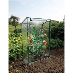 Mini tomato serre Mini tomato serre