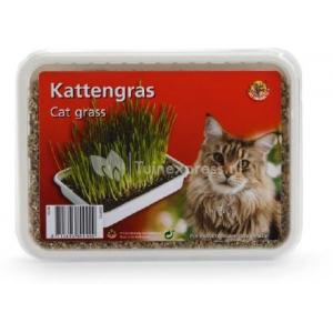 Kattengras in plastic box Kattengras in plastic box