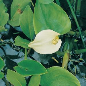 Slangenwortel (Calla palustris) moerasplant (6-stuks) Slangenwortel (Calla palustris) moerasplant (6-stuks)